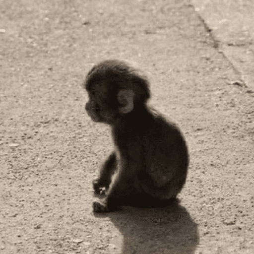 Monitos 15
