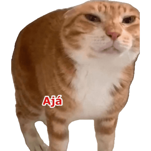 Miauu 14
