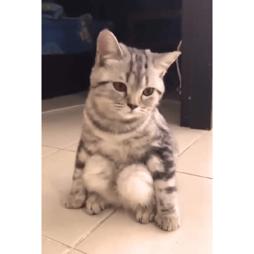 Funny cat faces 2 15