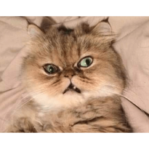 Funny cat faces 2 1