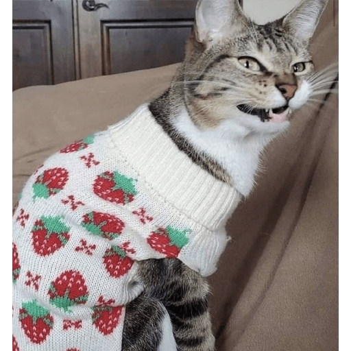 Funny cat faces 2 4