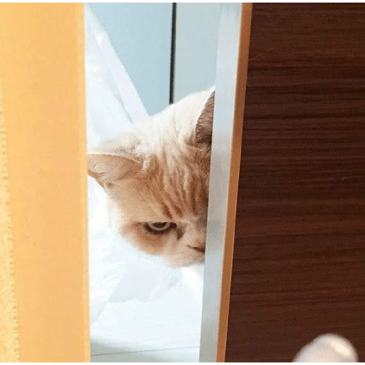 Funny cat faces 2 10
