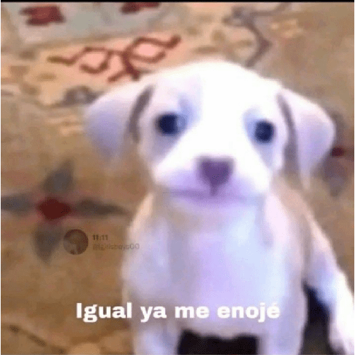 Holis 8