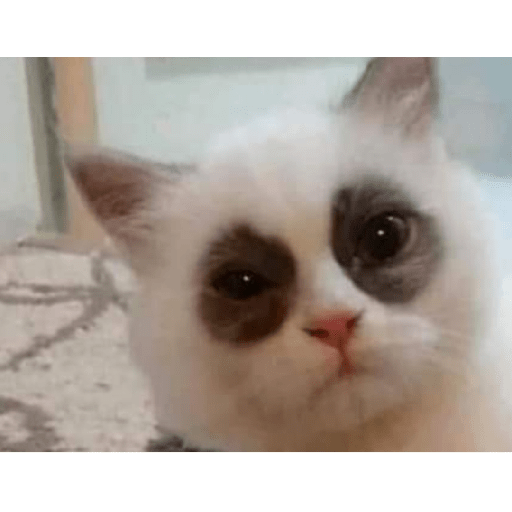Funny cat faces 2 14