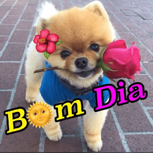 Bom dia 6