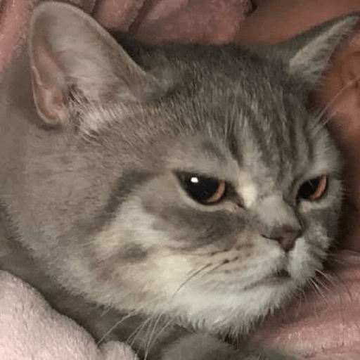 Funny cat faces 2 6