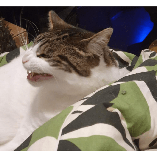 Funny cat faces 2 16
