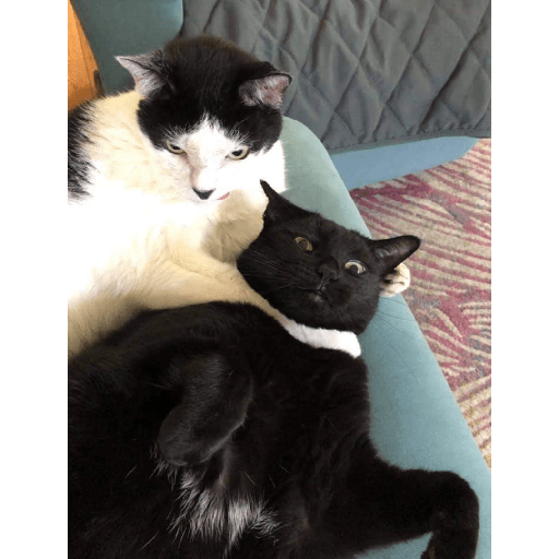 Funny cat faces 2 20