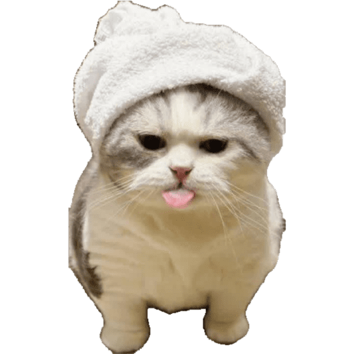 Miauu 16