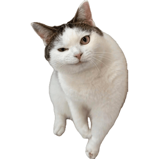 Miauu 2