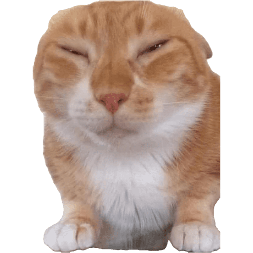 Miauu 17