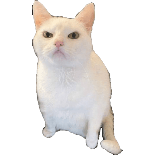 Miauu 7