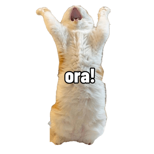 Miauu 12