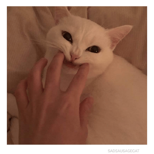 Funny cat faces 2 3