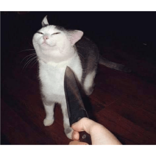 Funny cat faces 2 8