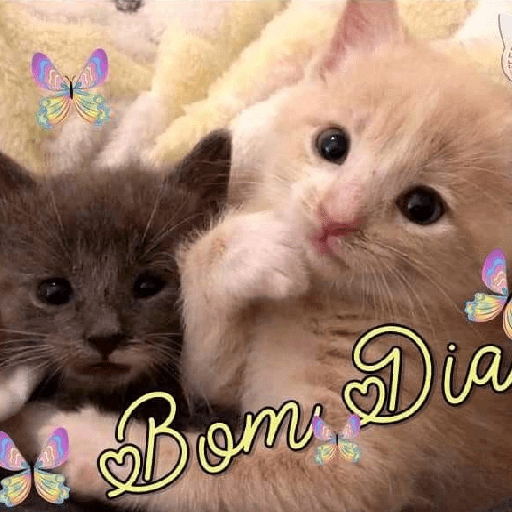 Bom dia 4