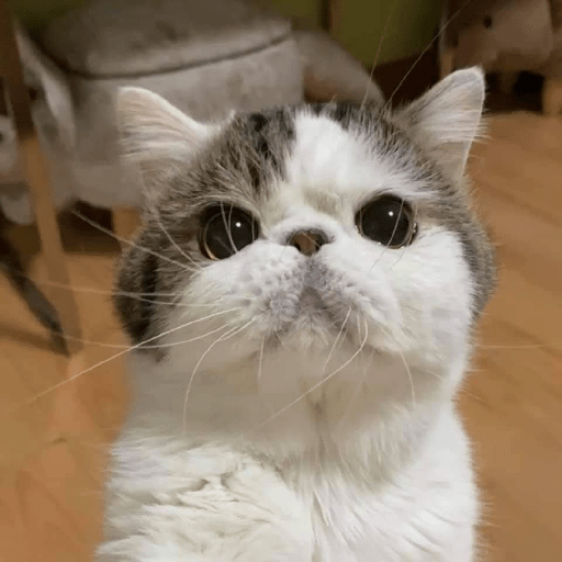 Funny cat faces 2 18
