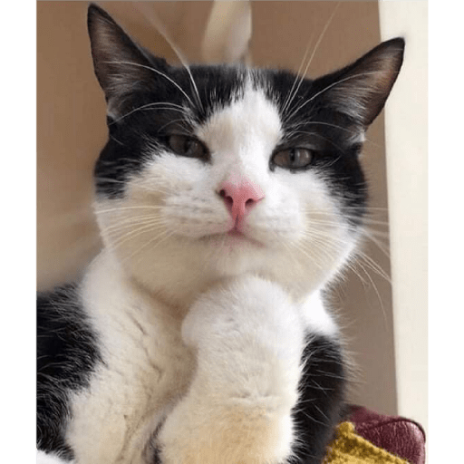 Funny cat faces 2 11