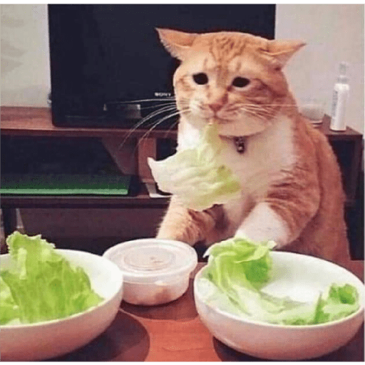 Funny cat faces 2 17