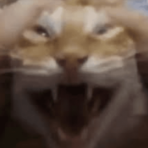 Gatos 23