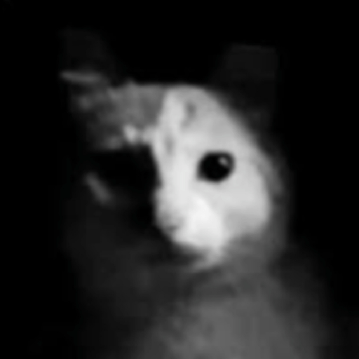 Gatos 11