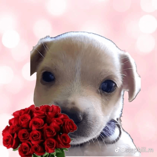 Last romantic of the planet 24