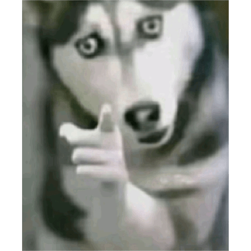 Sapos 2