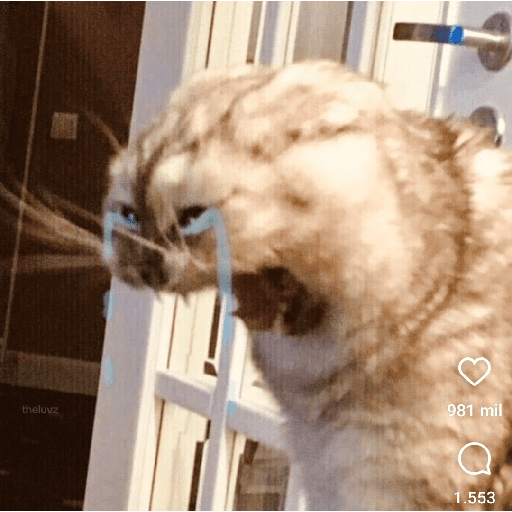 Gatos 26