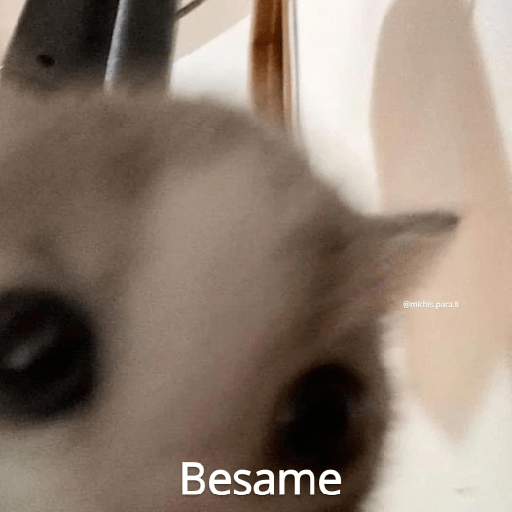 Gatitos 23