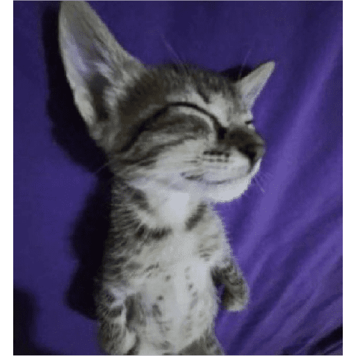 Funny cats  9