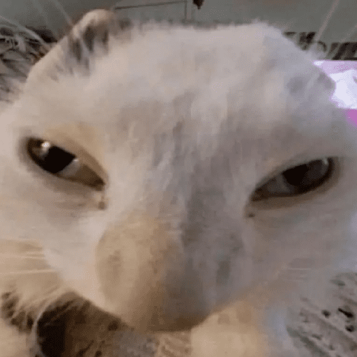 Gatos 16