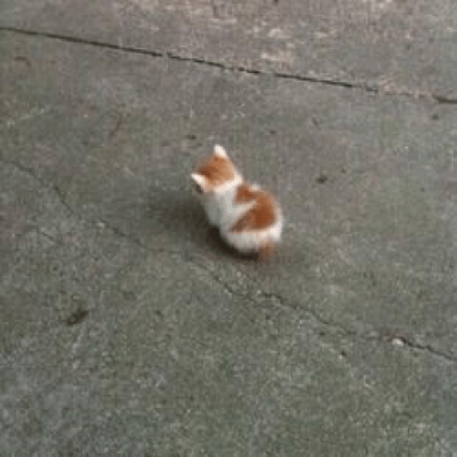 Cat Mode :v 4