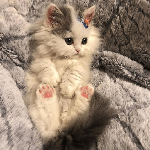 Gatitos 28