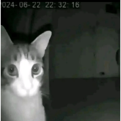 Gatos 14