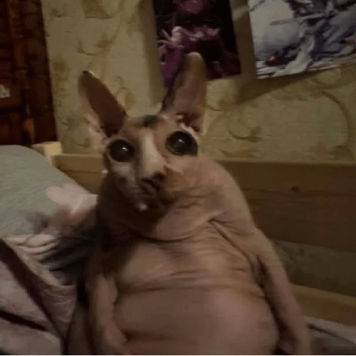 Gatos 12