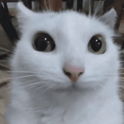 Gatos 10