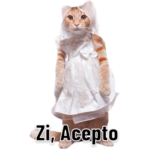 Michis 🐱 5