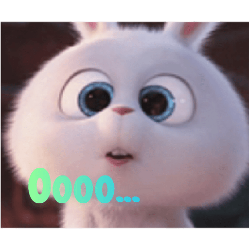 Rabbit 13