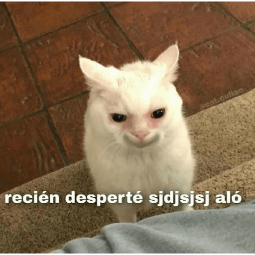 Gatitos 22