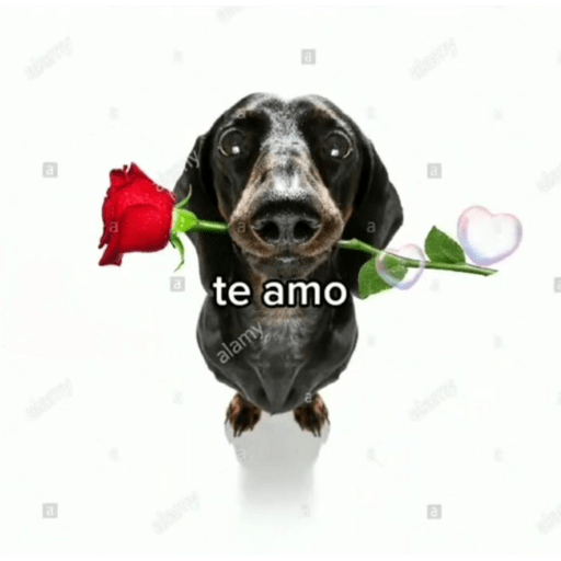 Last romantic of the planet 20