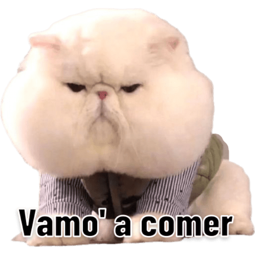 Michis 🐱 4