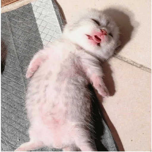 Gatitos 21