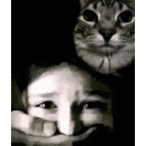 Gatos 13