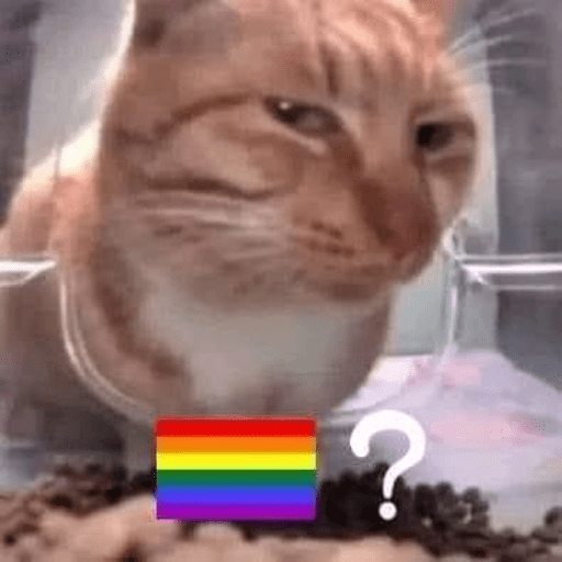 Funny cats  3