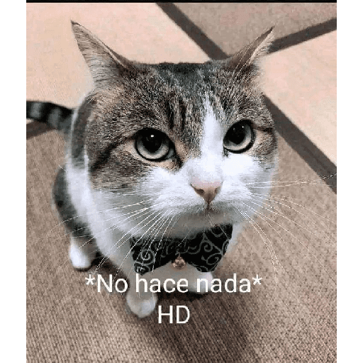 Funny cats  6