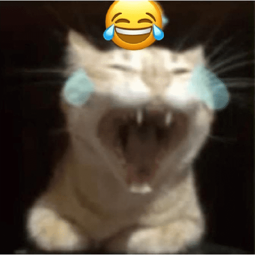 Gatos 24