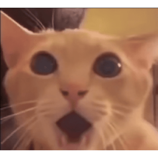 Gatos 1