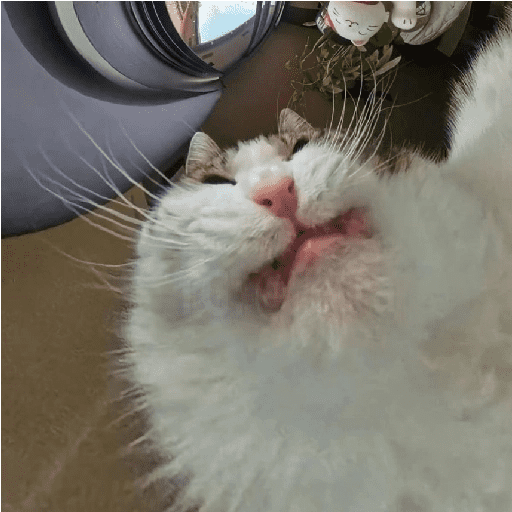 Gatos 5