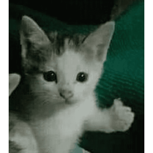 Funny cats  1