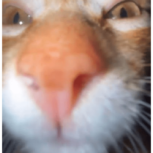 Gatos 19